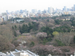 新宿御苑も桜色に染まり始め 新宿御苑も桜色に染まり始め