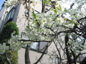 家の前に咲く花 家の前に咲く花