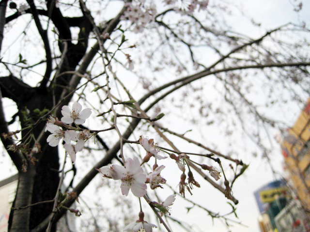 上野公園の桜