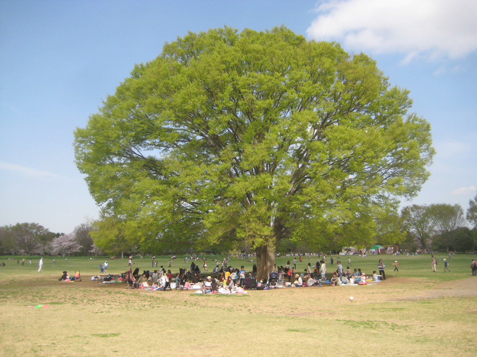 みんなの広場のけやき